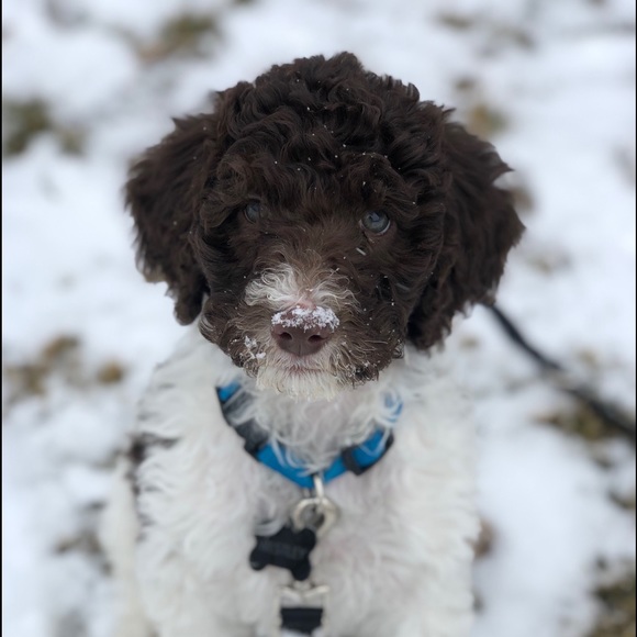 Meet your Posher, Piper - Picture 1 of 1